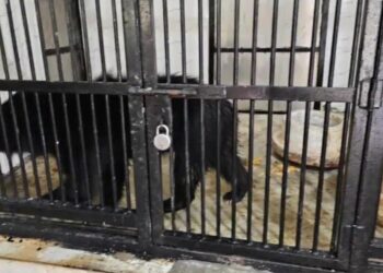 सफारी सफारी पार्क की भालू बढ़ाएंगे रौनक