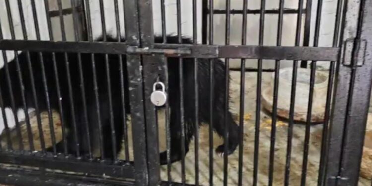 सफारी सफारी पार्क की भालू बढ़ाएंगे रौनक