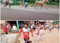पारंपरिक बैल दौड़ प्रतियोगिता संबलपुर मे आज