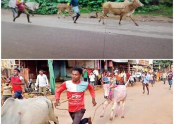 पारंपरिक बैल दौड़ प्रतियोगिता संबलपुर मे आज
