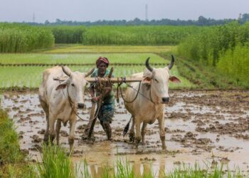 बलरामपुर जिले में औसत वर्षा 1729.7 मि.मी. हुई दर्ज..