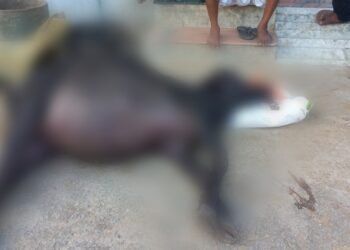 विधुत पोल में उतरे करंट की चपेट में आने से भैस की मौके पर मौत हो गई,पीड़ित पशु पालन ने विधुत अधिकारियों व ठेकाकर्मियों पर लापरवाही का आरोप लगाया