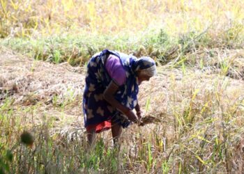 किसानों में धान की खरीदी को लेकर उत्साह, 31 सौ रुपये प्रति क्विंटल मिलेगा समर्थन मूल्य..
