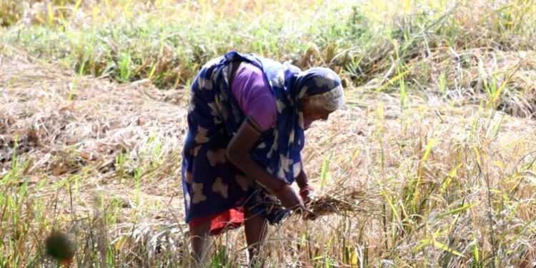 किसानों में धान की खरीदी को लेकर उत्साह, 31 सौ रुपये प्रति क्विंटल मिलेगा समर्थन मूल्य..