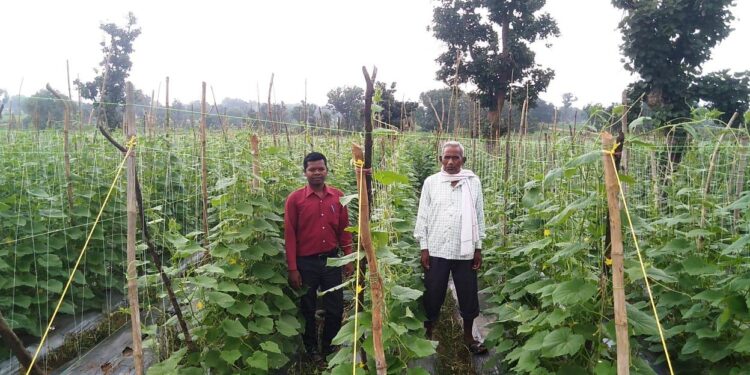 रोजगार के अवसर प्रदान करती राष्ट्रीय बागवानी मिशन: खीरा और टमाटर की खेती से आ रही खुशहाली..