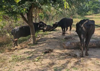 पस्ता: मवेशी तस्करी का किया पर्दाफाश पुलिस थाना पस्ता के द्वारा, झारखंड भेजे जाने के लिए लोड किए गए 6 मवेशी जब्त..
