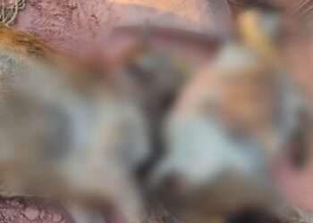 कुसमी पुलिस ने मवेशी तस्करी के खिलाफ की बड़ी कार्रवाई: पकड़ा पिकअप वाहन, 3 मवेशी मृत..
