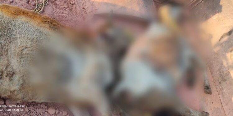 कुसमी पुलिस ने मवेशी तस्करी के खिलाफ की बड़ी कार्रवाई: पकड़ा पिकअप वाहन, 3 मवेशी मृत..