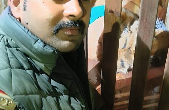 90 दिन बाद पकडा गया बाघ वन विभाग की टीम को दे रहा था चकमा बाघ के पकडे जाने से लोगो मे खुशी की लहर