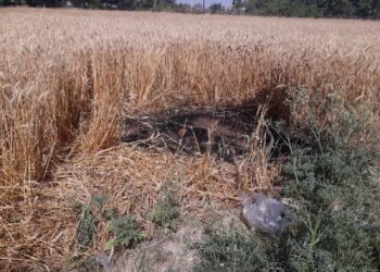 खजूर के पेड़ में आग लगने से पकी खड़ी गेहूं की फसल बाल – बाल बच गई