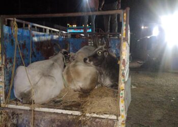 बलरामपुर: गौ तस्करी के प्रयास को नाकाम करते हुए पुलिस ने 6 बैल और पिकअप वाहन किया जब्त..