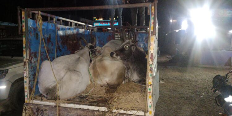 बलरामपुर: गौ तस्करी के प्रयास को नाकाम करते हुए पुलिस ने 6 बैल और पिकअप वाहन किया जब्त..