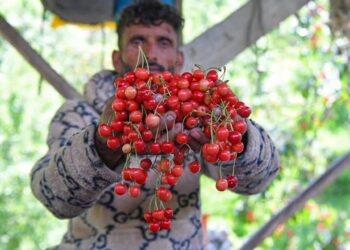 Kashmir’s Cherry Orchards Bloom with Promise as Harvest Begins