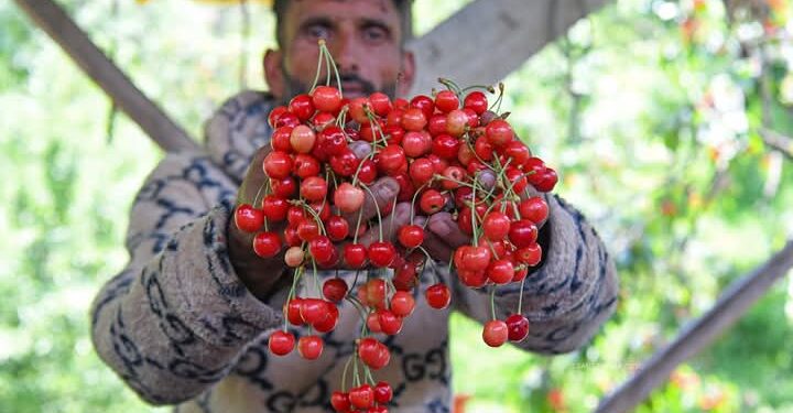 Kashmir’s Cherry Orchards Bloom with Promise as Harvest Begins