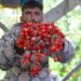 Kashmir’s Cherry Orchards Bloom with Promise as Harvest Begins