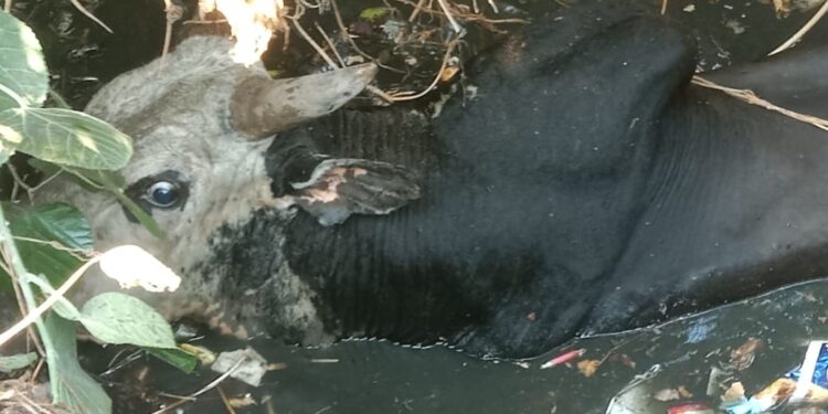 खुले सैप्टिक टैंक में सांड गिरा पालिका कर्मियों ने जेसीबी मशीन की मदद से सकुशल बाहर निकाला