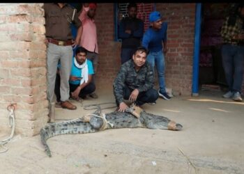 “डर के आगे जीत है”: सर्पमित्र आशीष त्रिपाठी ने किया 9 फीट लंबे मगरमच्छ का साहसी रेस्क्यू