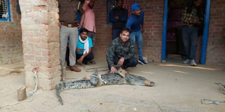 “डर के आगे जीत है”: सर्पमित्र आशीष त्रिपाठी ने किया 9 फीट लंबे मगरमच्छ का साहसी रेस्क्यू