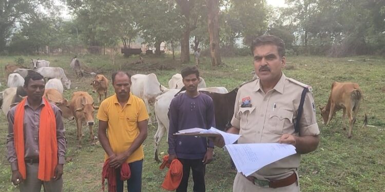 रामचंद्रपुर: गौ तस्करी के आरोप में दो अभियुक्त गिरफ्तार, 42 मवेशी बरामद..