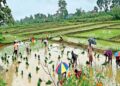 बलरामपुर जिले में अब तक 916.5 मिमी औसत वर्षा दर्ज..