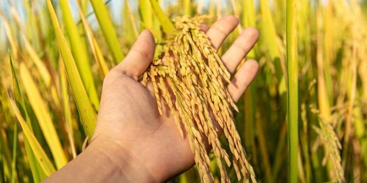 बलरामपुर: जमीन रकबा के आधार पर मिलेगा टोकन..