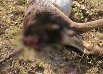 कुसमी: रात के अंधेरे में खूँखार जंगली जानवर का हमला—घर से बंधी बछिया को घसीटकर मार डाला, गांव में दहशत..