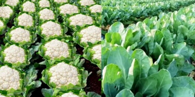 बलरामपुर: रबी सीजन की उद्यानिकी फसलों का बीमा 31 दिसंबर तक, किसानों को मिलेगा मौसमजनित नुकसान का सुरक्षा कवच..