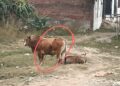 सांड के पेट में घुसा लोहे का सरिया, बाहर निकाला गया
