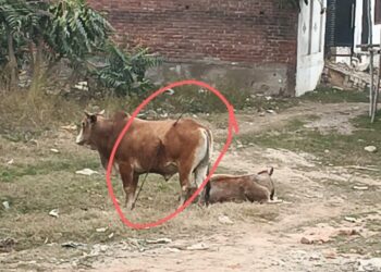 सांड के पेट में घुसा लोहे का सरिया, बाहर निकाला गया