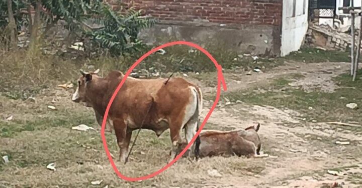 सांड के पेट में घुसा लोहे का सरिया, बाहर निकाला गया