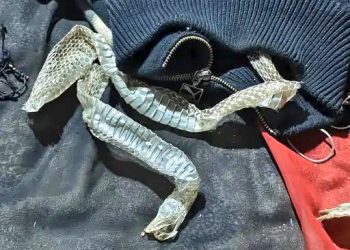 औरैया में लापता युवती बनी “नागिन” बिस्तर पर मिले सबूत?