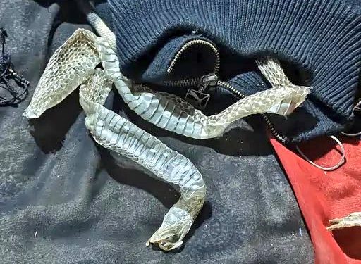 औरैया में लापता युवती बनी “नागिन” बिस्तर पर मिले सबूत?