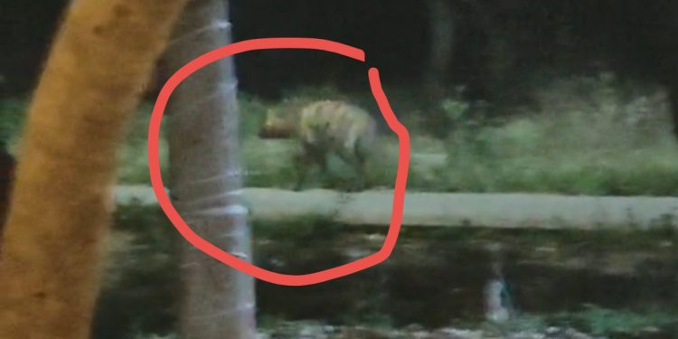 इटावा में कब्रिस्तान में लकड़बग्घे की चहलकदमी से हड़कंप