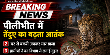 पीलीभीत में तेंदुए का आतंक, घर से बकरी उठाकर मार डाला