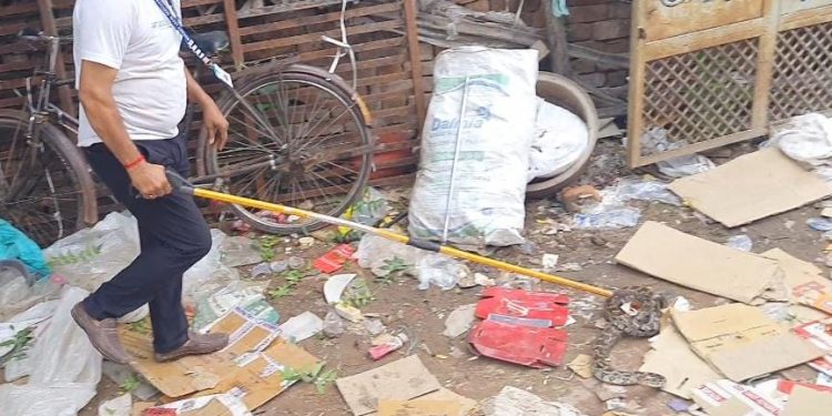 इटावा में कबाड़ गोदाम से निकला 5 फीट लंबा अजगर,
