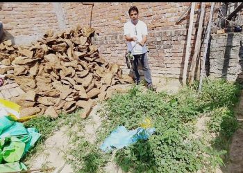 गोबर के उपलों में छिपा मिला खतरनाक कोबरा