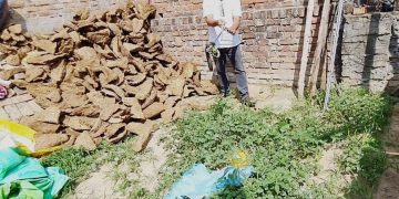 गोबर के उपलों में छिपा मिला खतरनाक कोबरा
