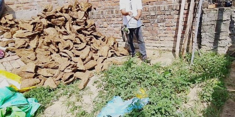 गोबर के उपलों में छिपा मिला खतरनाक कोबरा