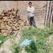 गोबर के उपलों में छिपा मिला खतरनाक कोबरा