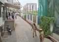 नांदेड में सुखबीर सिंह बादल पर कृपाण से हमला, निहंग के भेष में पहुंचे हमलावर ने किया वार