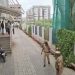 नांदेड में सुखबीर सिंह बादल पर कृपाण से हमला, निहंग के भेष में पहुंचे हमलावर ने किया वार