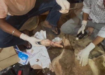 सूरजपुर में घायल बछड़े की हालत बिगड़ी, पशु चिकित्सा विभाग पर लापरवाही के आरोप; गौसेवकों ने किया उपचार