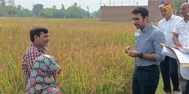 अमेठी: जिलाधिकारी ने बासुपुर में कराई धान की क्रॉप कटिंग, 40.54 कुंतल प्रति हेक्टेयर आंकी गई उत्पादकता